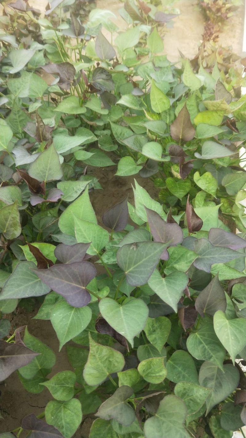 红薯苗西瓜红红薯苗价格低质量好全国冷链发货