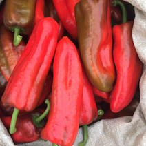 红泡椒产地供货新鲜辣椒大量供应质量好批发