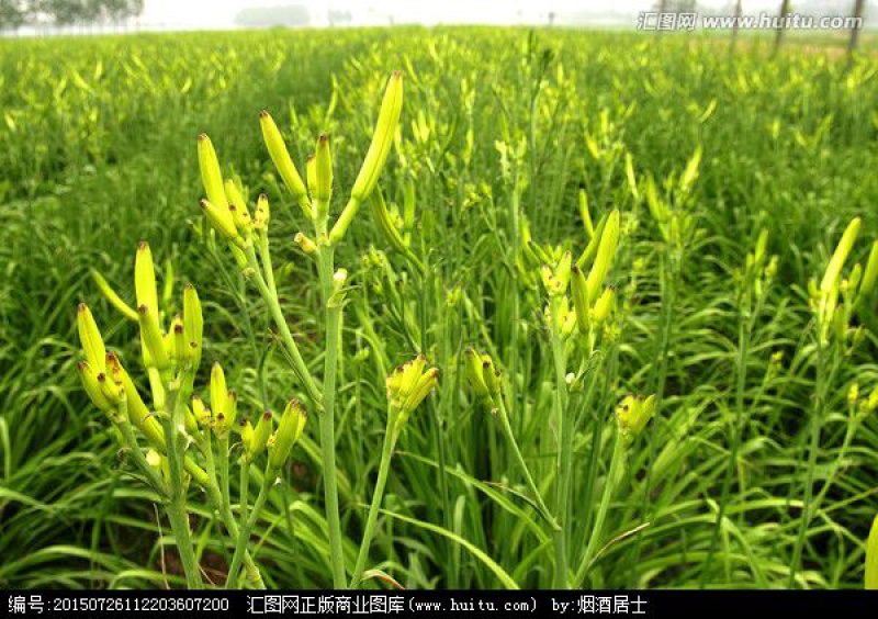 黄花菜新鲜出炉，6月15日可供货