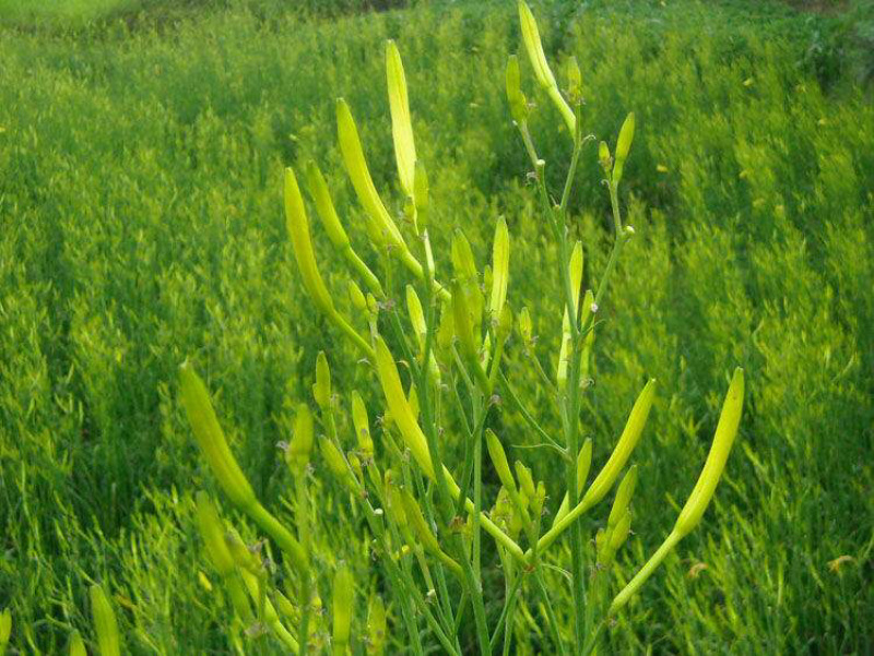 黄花菜新鲜出炉，6月15日可供货