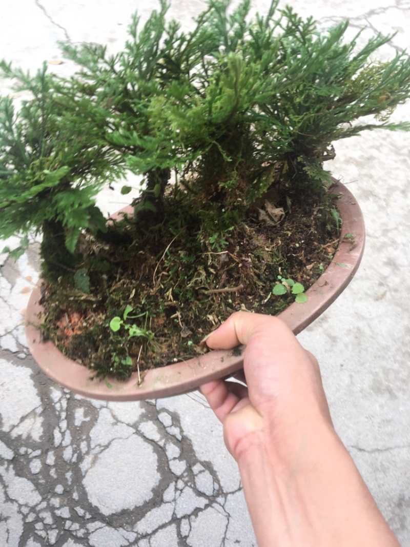 还魂草