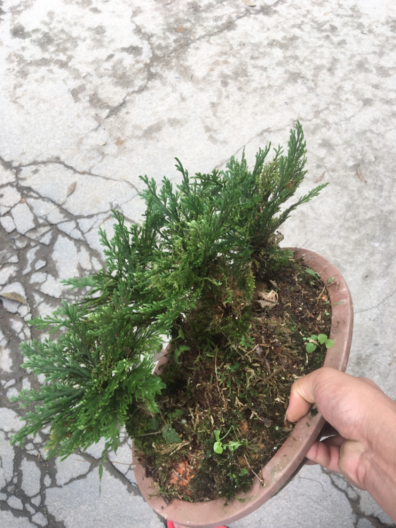 还魂草