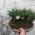 还魂草