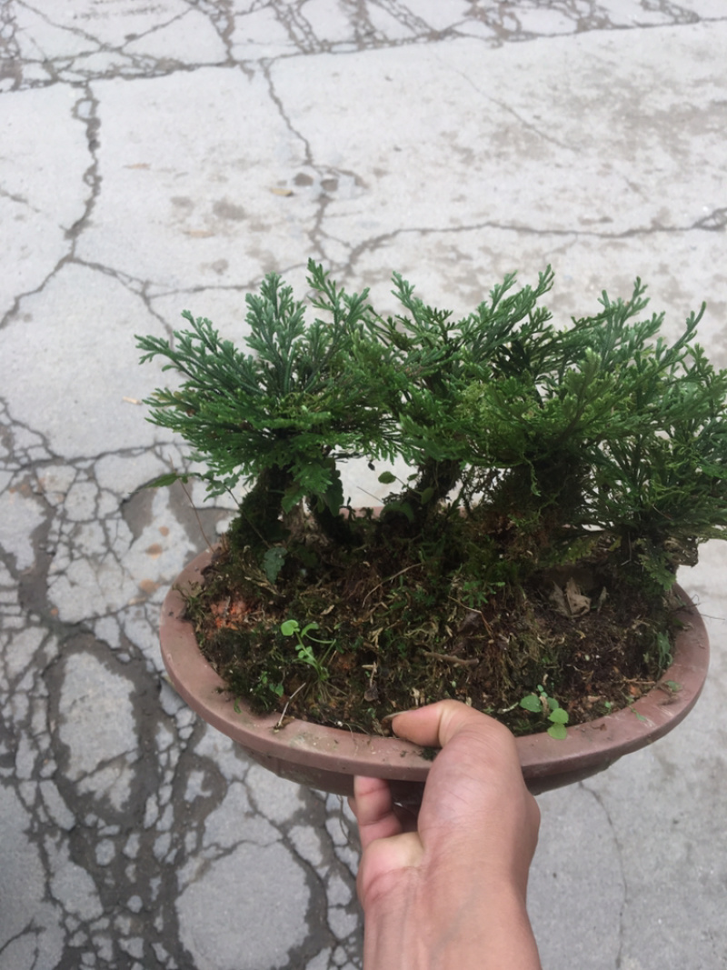 还魂草