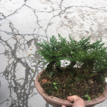 还魂草