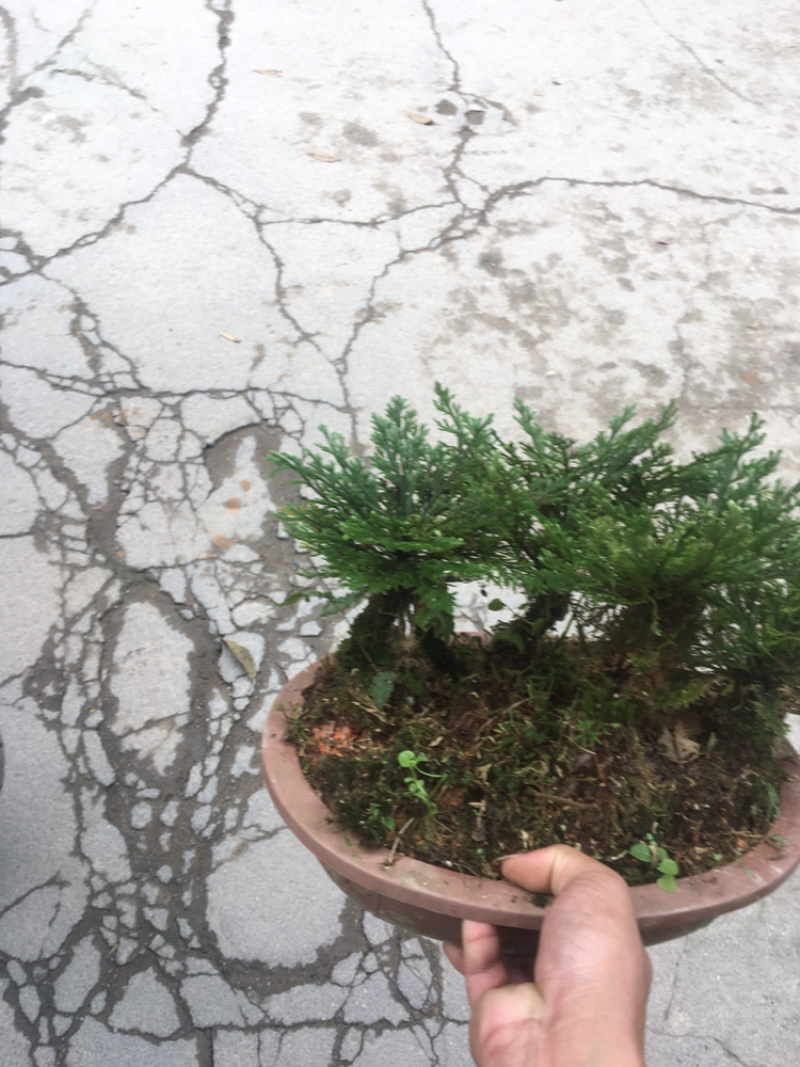 还魂草
