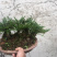 还魂草