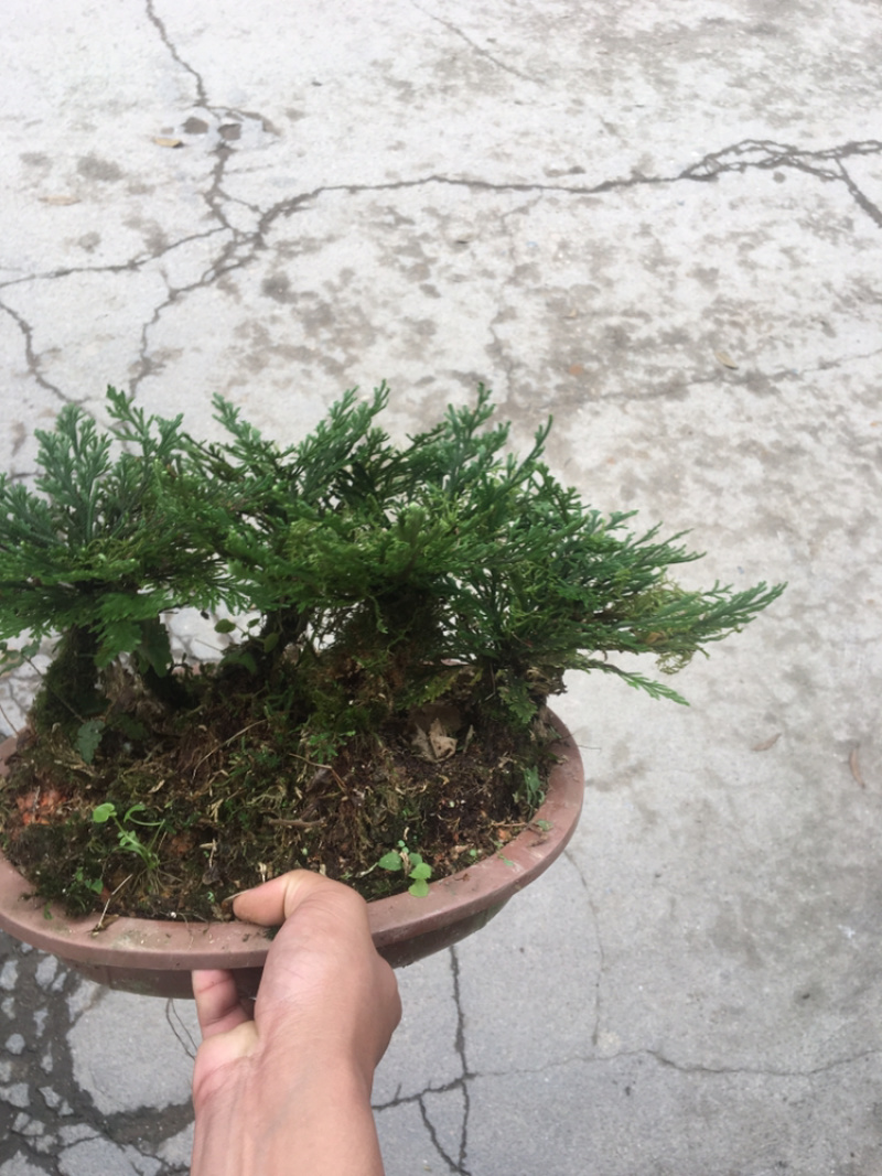 还魂草