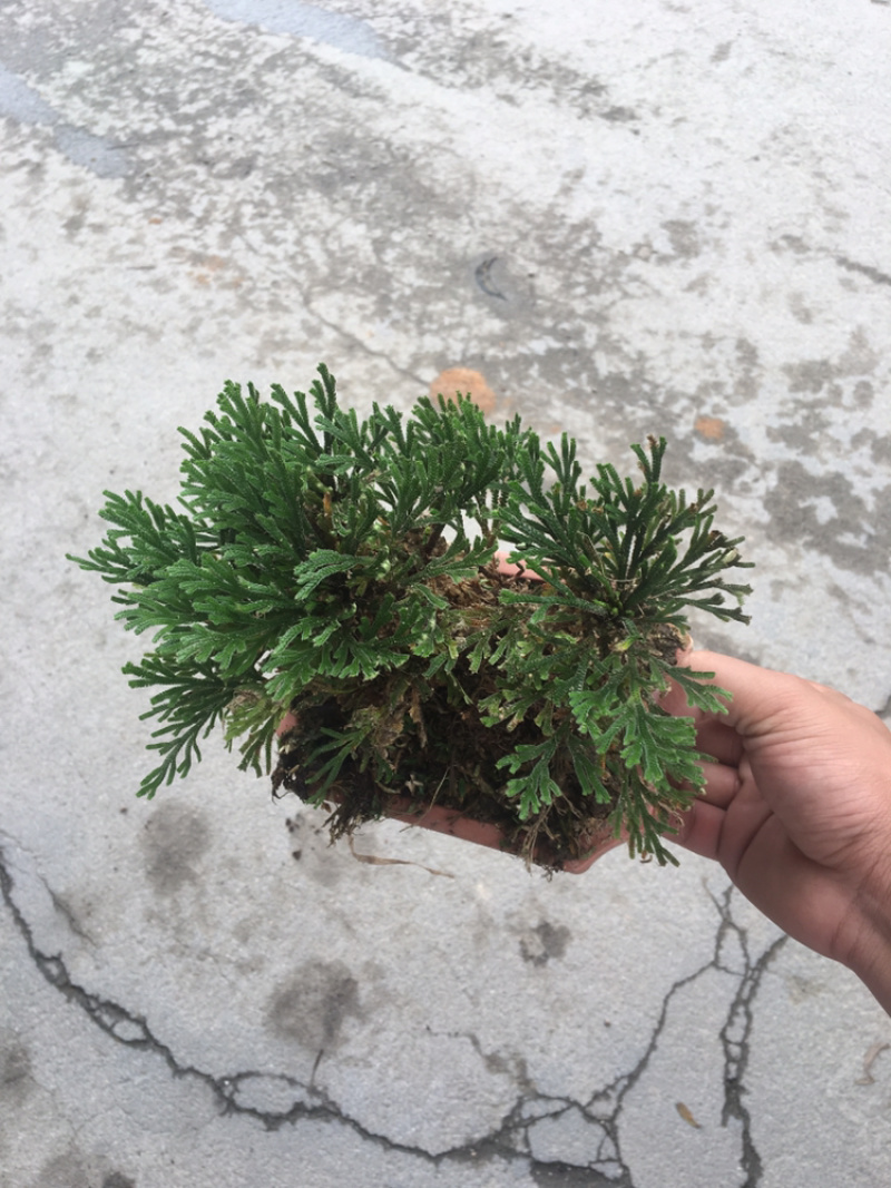 还魂草
