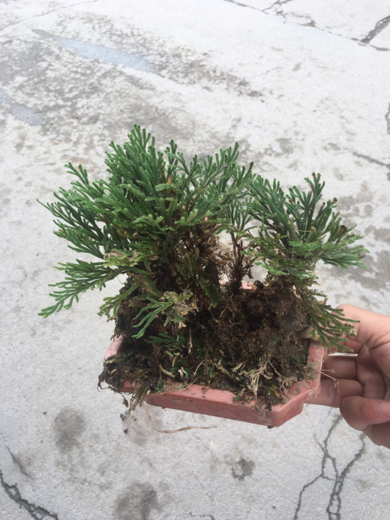 还魂草