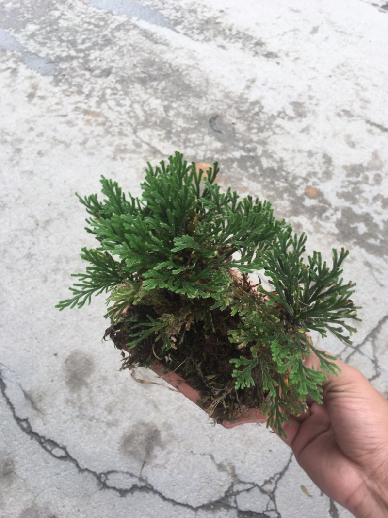 还魂草