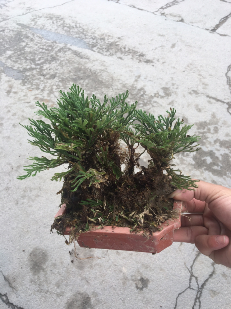 还魂草