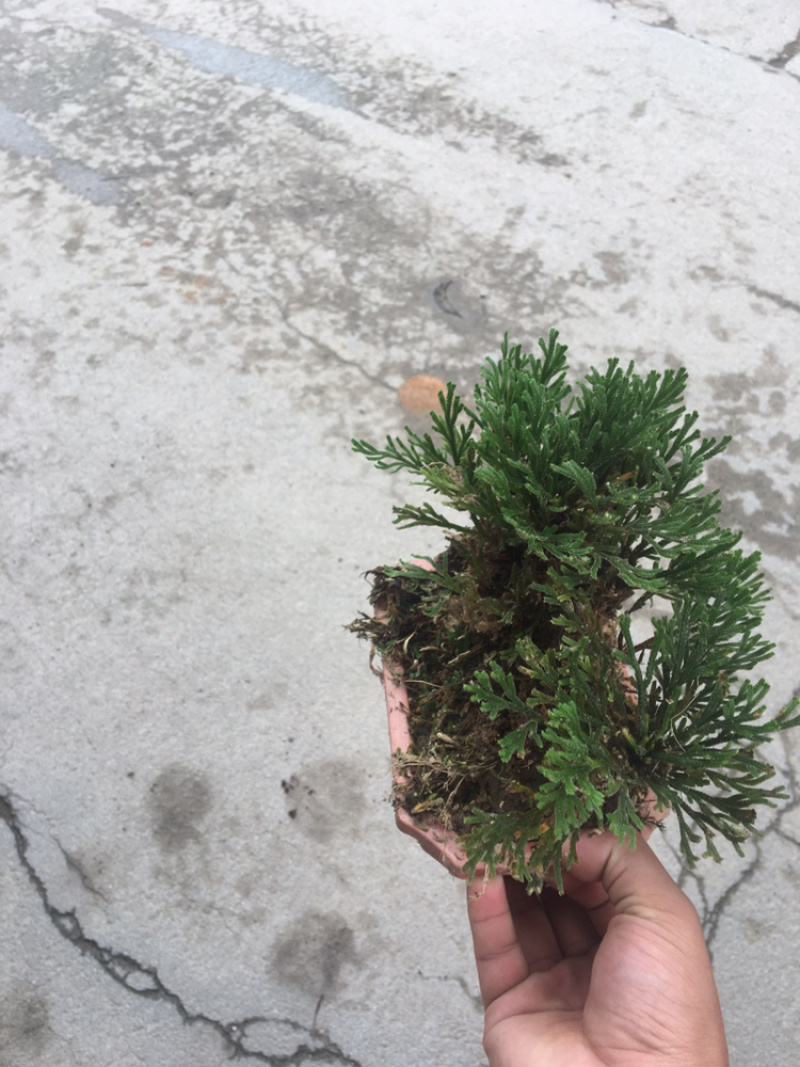 还魂草