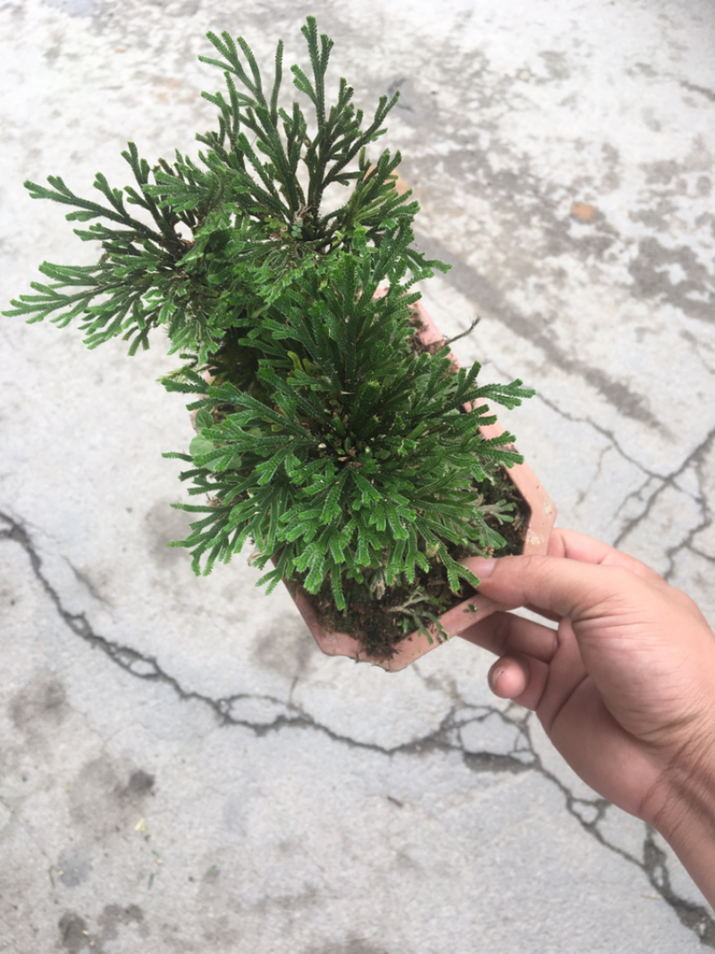 还魂草