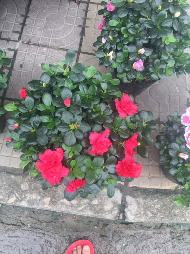 比利时杜鹃
