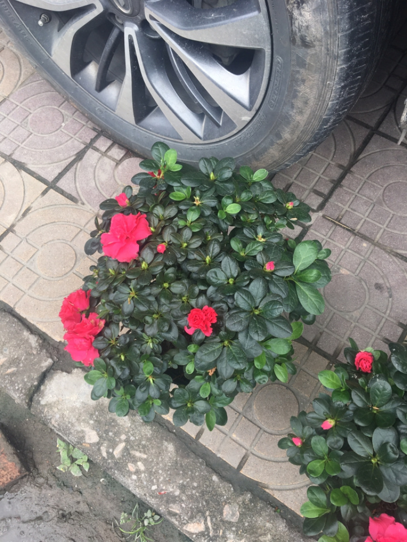 比利时杜鹃