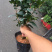 茶花