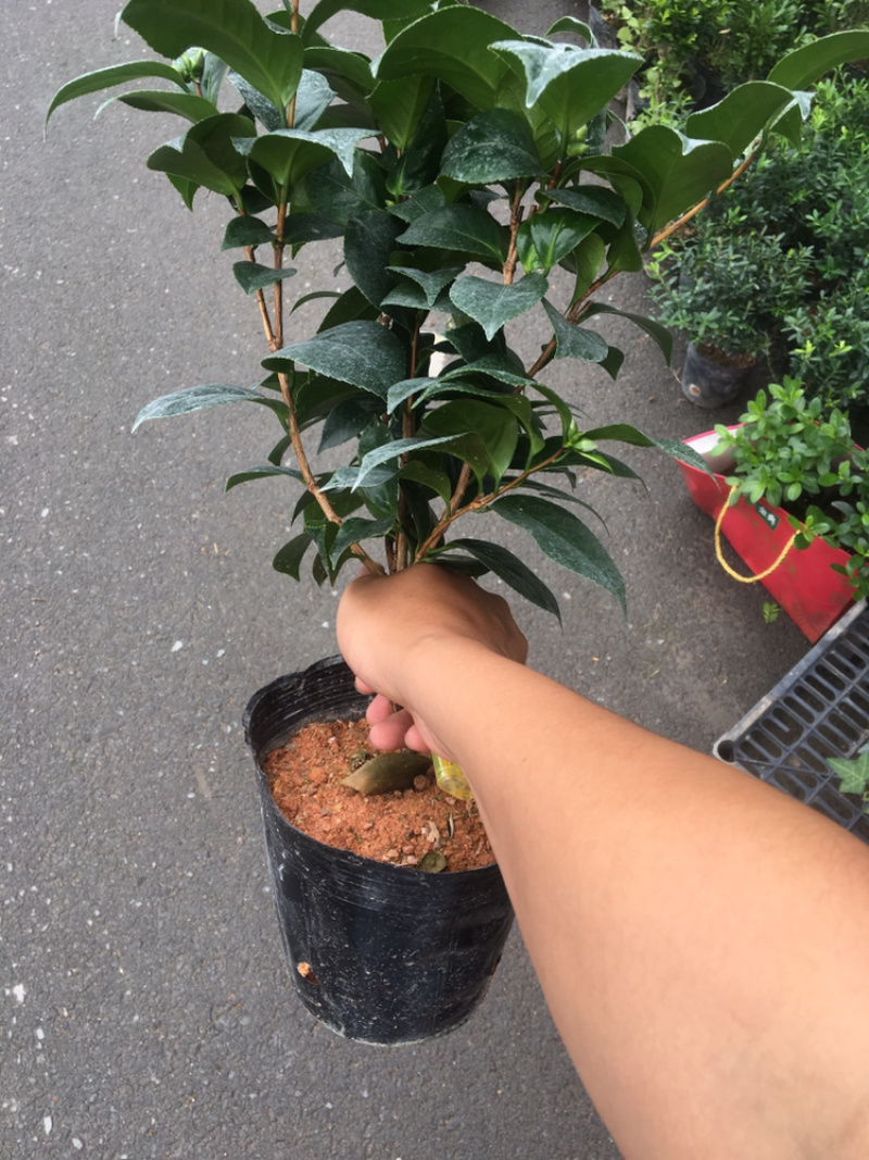 茶花