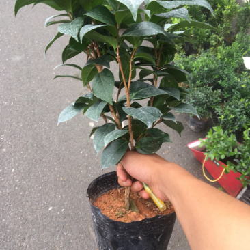 茶花