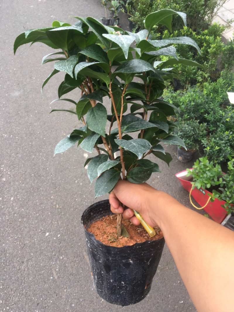 茶花