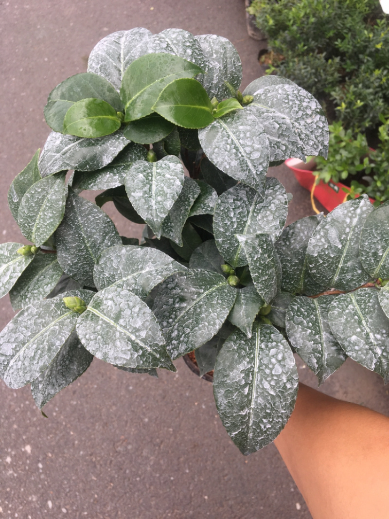 茶花