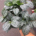 茶花