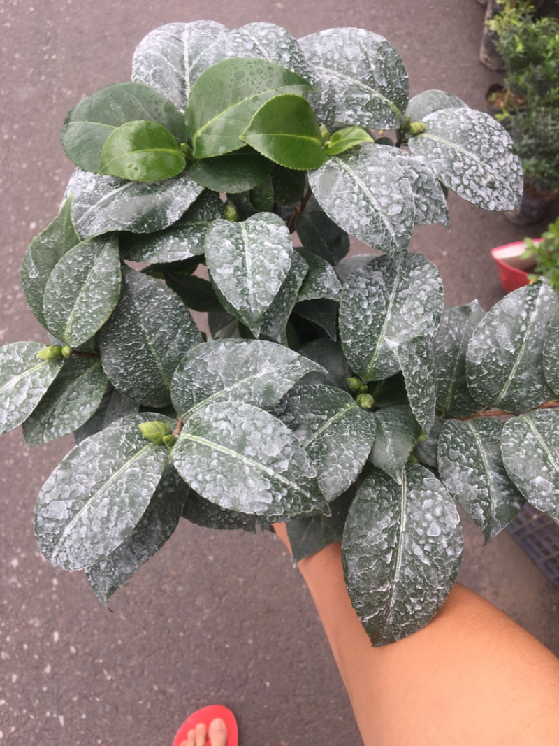 茶花