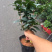 茶花