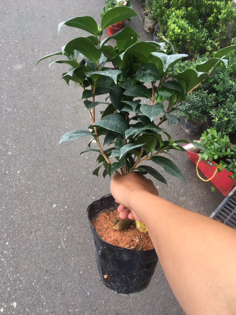 茶花