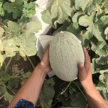 120吨新疆西洲蜜瓜预售上市时间6月8号