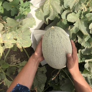 120吨新疆西洲蜜瓜预售上市时间6月8号
