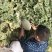 120吨新疆西洲蜜瓜预售上市时间6月8号