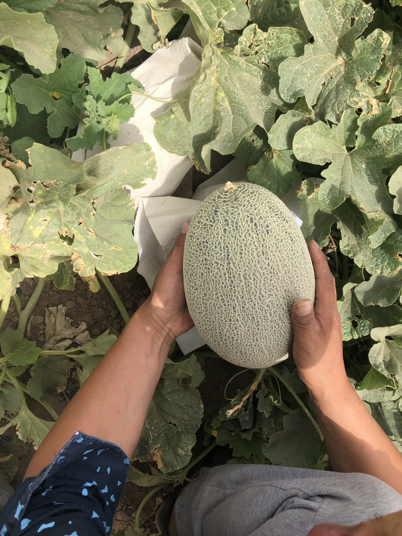 120吨新疆西洲蜜瓜六月8号上市接受预定3
