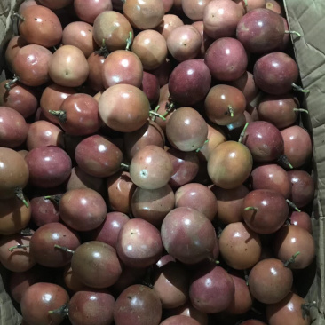广西百香果