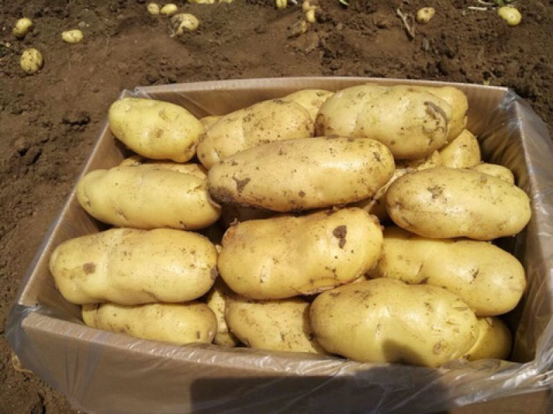 精品荷兰十五土豆2两通天