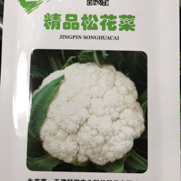 耐热松花菜种子青玉等品种