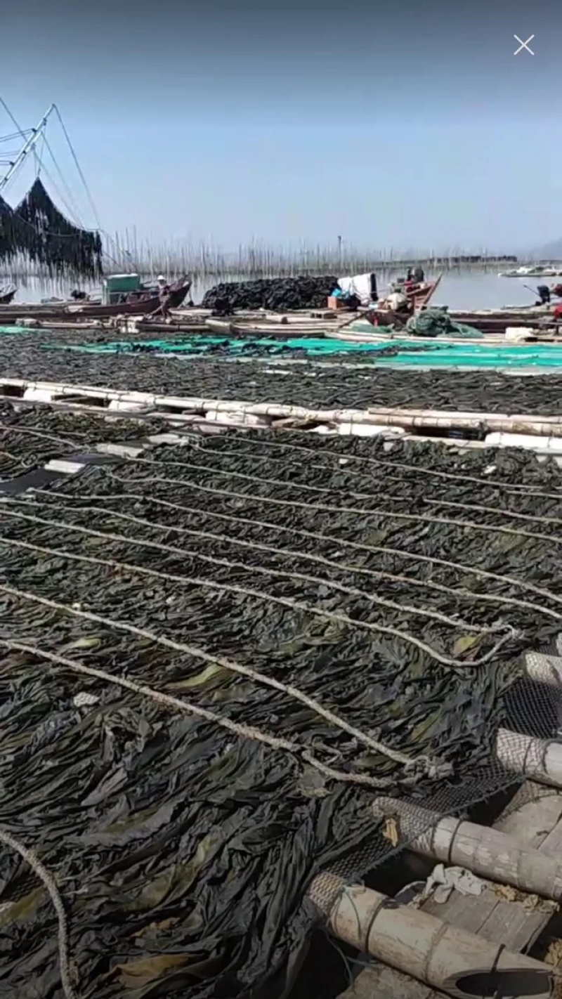 养殖户直销福建霞浦挂晒海带干净无沙