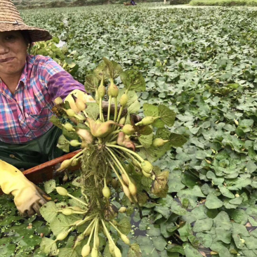 菱角源头货欢迎各电商平台和批发商洽谈合作保证新鲜