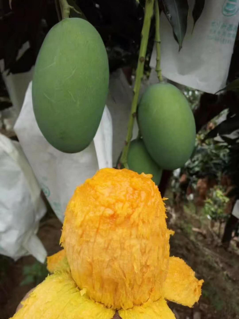 鸡蛋芒攀枝椰香芒果大量上市供应全国市场电商商超