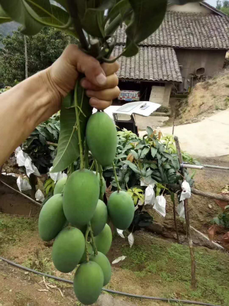 鸡蛋芒攀枝椰香芒果大量上市供应全国市场电商商超