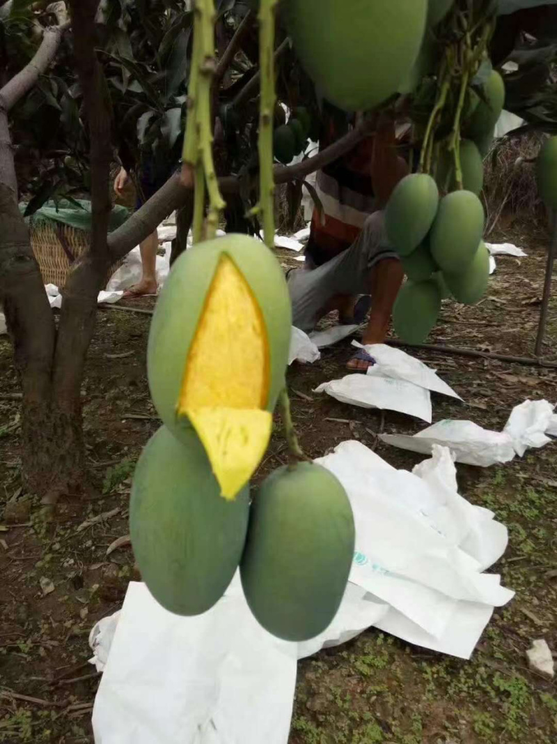 鸡蛋芒攀枝椰香芒果大量上市供应全国市场电商商超