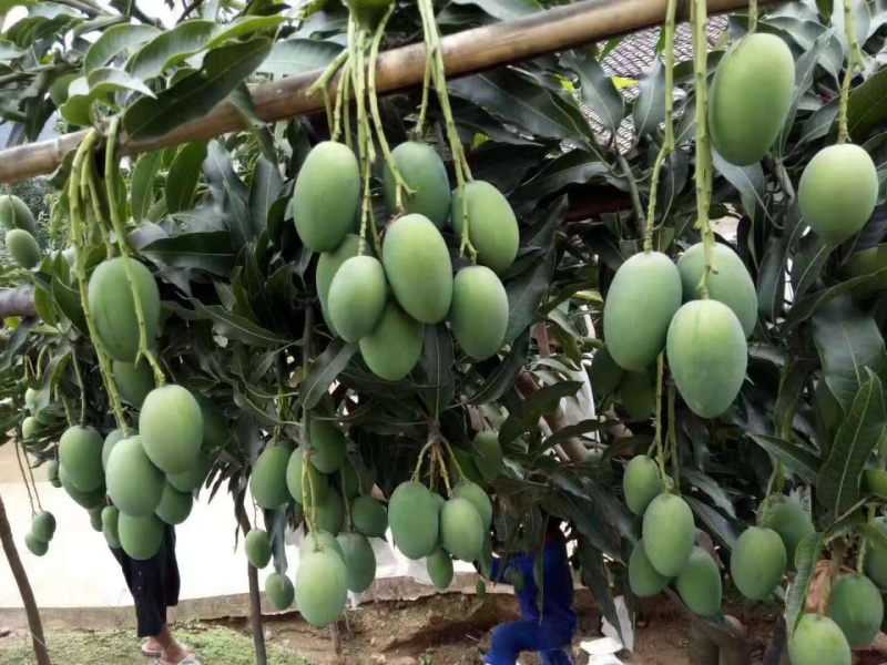 鸡蛋芒攀枝椰香芒果大量上市供应全国市场电商商超
