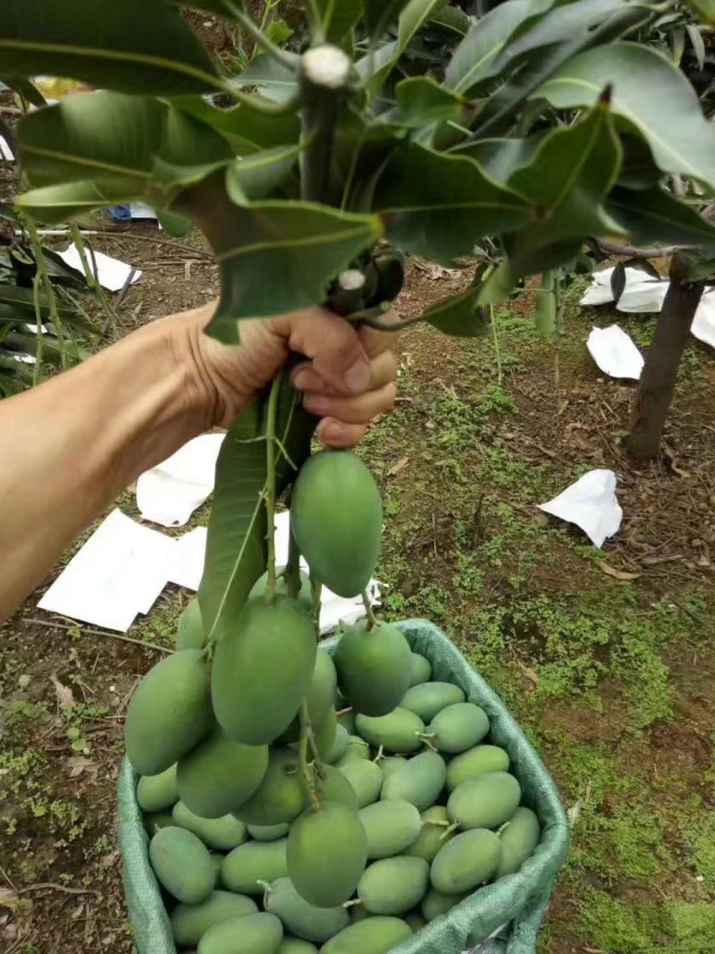 鸡蛋芒攀枝椰香芒果大量上市供应全国市场电商商超
