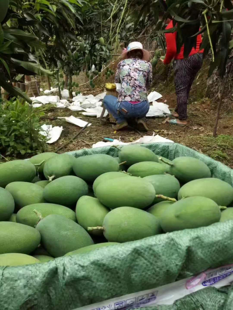 鸡蛋芒攀枝椰香芒果大量上市供应全国市场电商商超