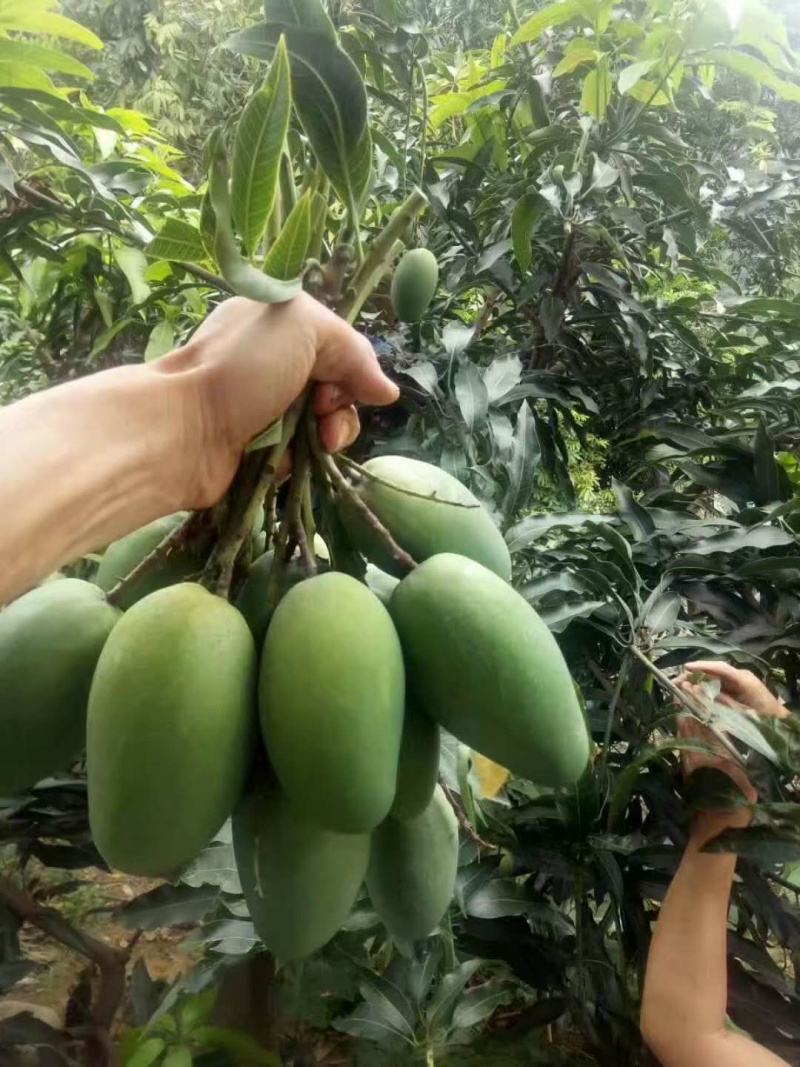 鸡蛋芒攀枝椰香芒果大量上市供应全国市场电商商超