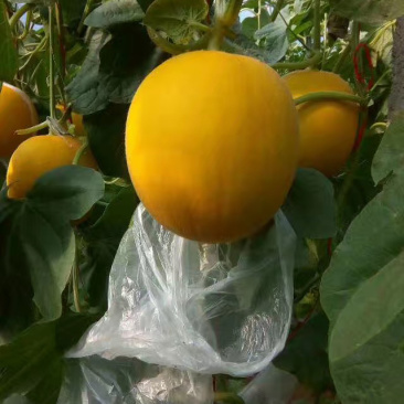 久红瓜