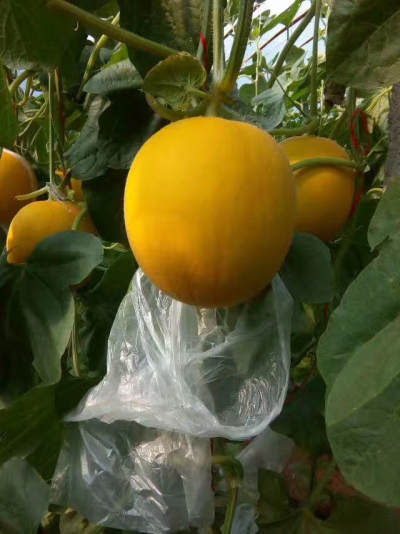 久红瓜