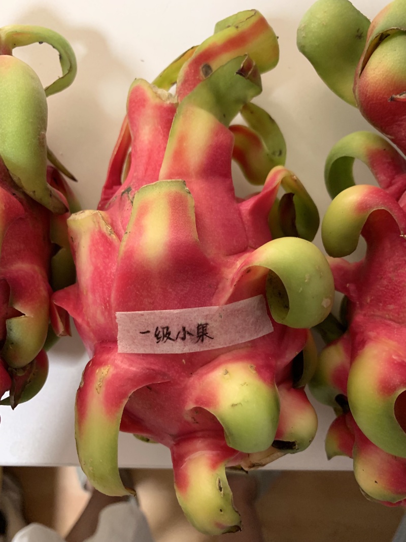 产地直供火龙果