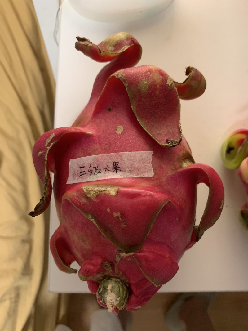 产地直供火龙果