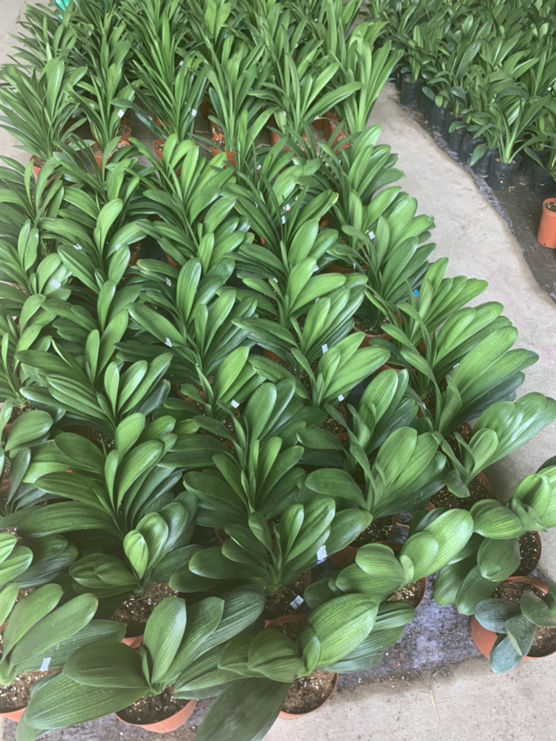 精品君子兰